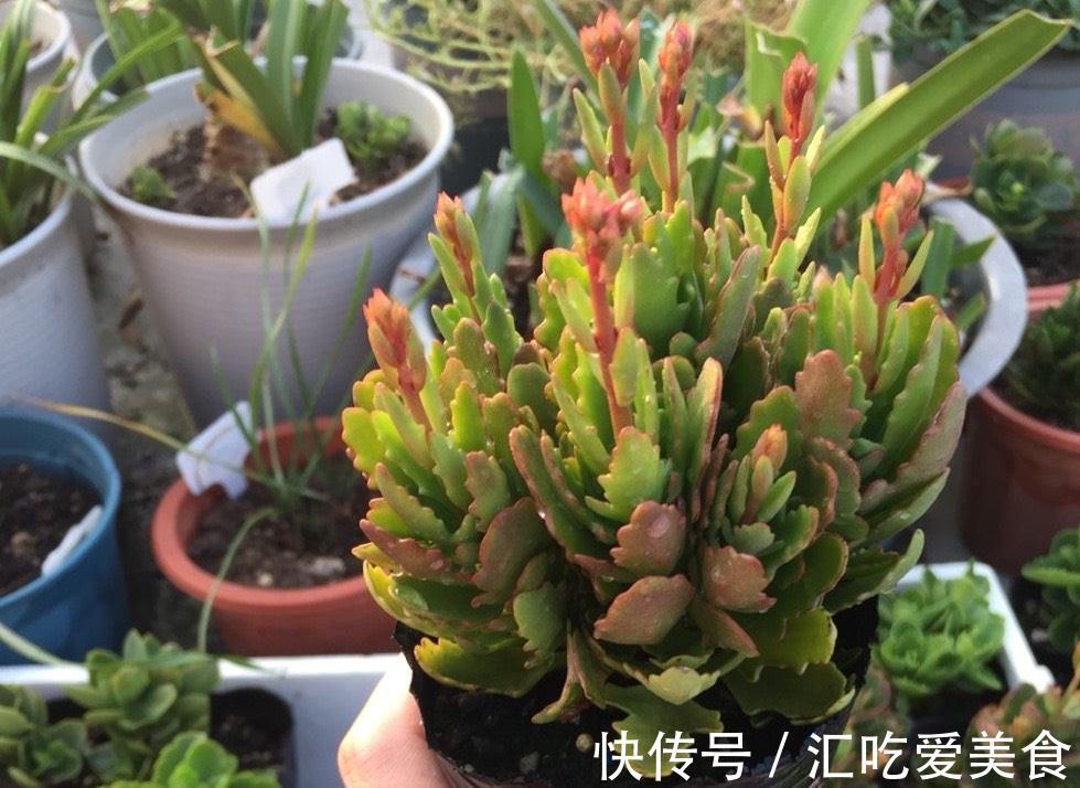 阳台上|长寿花“装菜”不开花？打开3个“小开关”，满满大花苞，开仨月