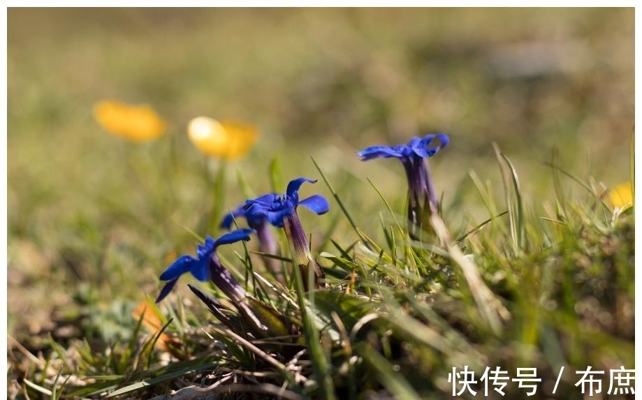 生肖鸡|7月，桃花运了不得，寄托思念，3生肖获得良缘，旧情人回心转意