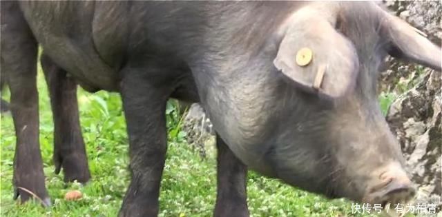 伊比利亚火腿为什么这么贵?是猪特别?还是制作方法特别?