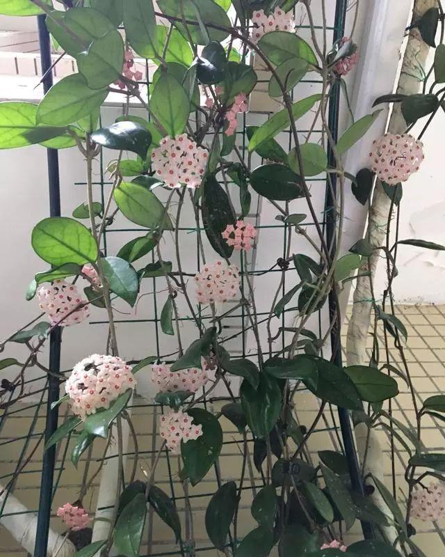 球兰|此盆栽花比香水还香,比绿萝还好养,一年四季开花,幽香飘满堂!