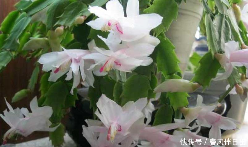 买到蟹爪兰,3个“位置”放不得,否则落花苞,后期难养活!