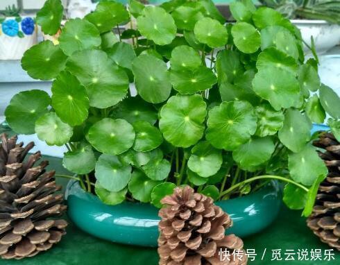 夏天养“3种绿植”,越晒越旺,越浇水越茂盛,叶绿,花多又美