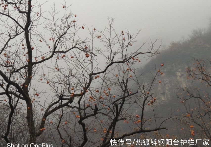 云雾|护栏姐：初冬时节九莲山，云雾缭绕，细雨迷蒙