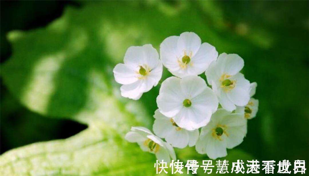 泸沽湖|世界上最纯洁的花,花瓣透明如水晶,每当下雨就会“变脸”