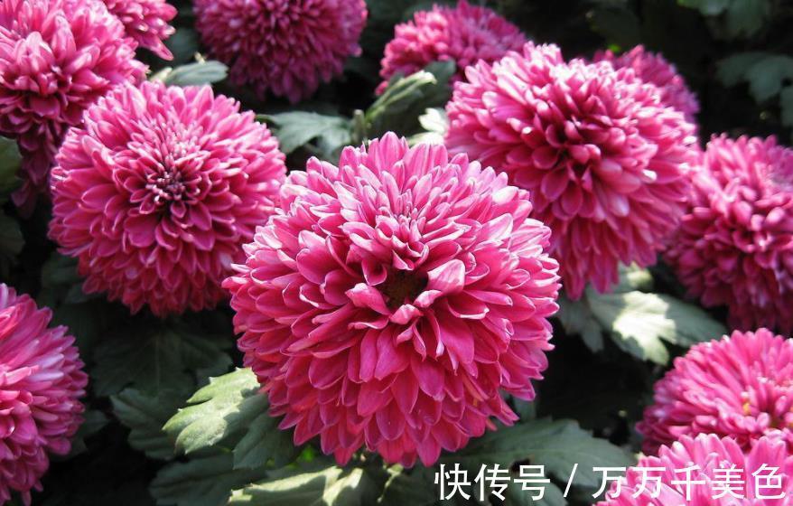 鹤望兰|阳台采光差,建议你别养这10款花,长势差难开花,越养越生气