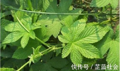 排毒养颜|5种让人头疼的“害草”，个个都是“抗癌王”，比蒲公英好100倍