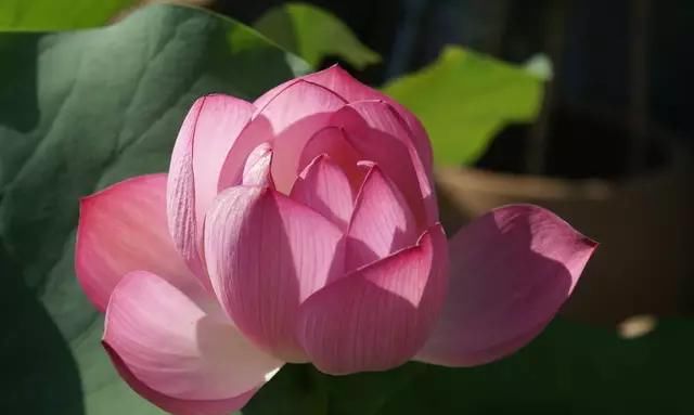 院子里的荷花鱼池，种这些绿植无需过滤又美观