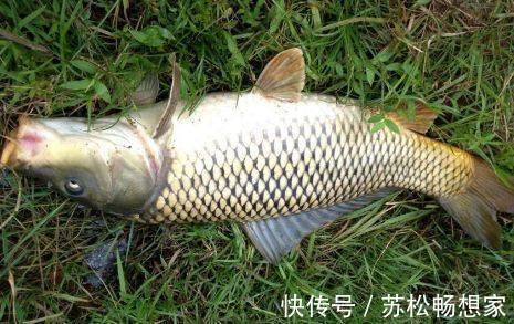 垂钓前怎样配置鱼线,是每一位钓鱼人都该掌握的技巧!