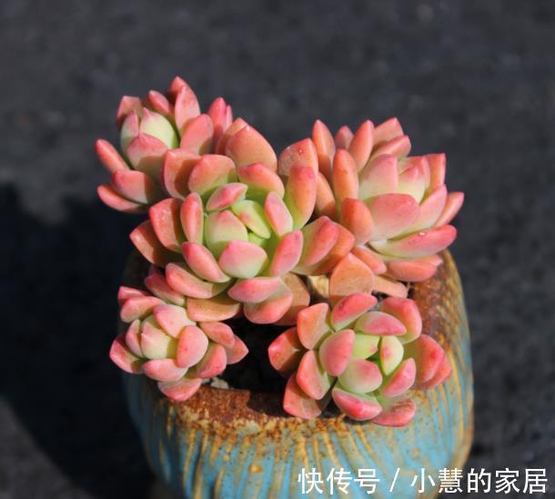 3种花盆遇到带回家,养护多肉事半功倍,新手也能养出好状态