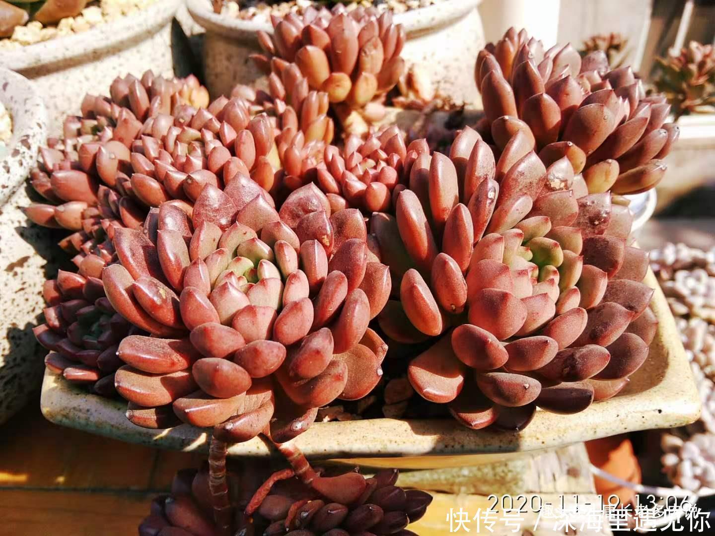 叶片|只要给机会就有可能逆袭——记多肉红宝石从叶片到老桩的成长过程