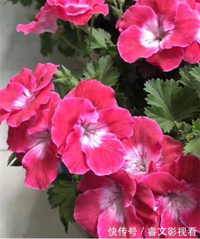 阳台种了30多种天竺葵,美不胜收,客人来了都舍不得走