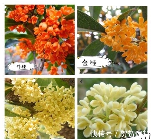 家有五树,儿孙都富!有院子建议栽5种树,看花,收果,寓意吉利