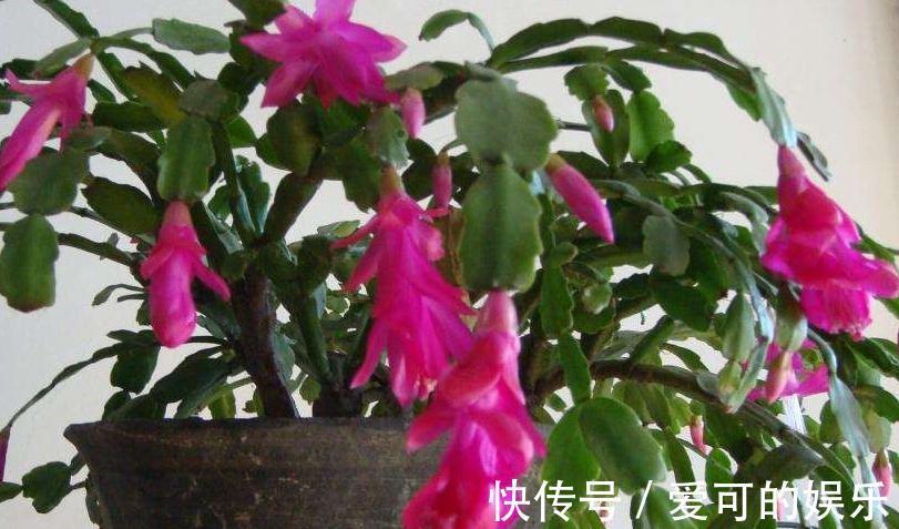 养蟹爪兰是否嫁接很关键,做好了区分,越养越省心