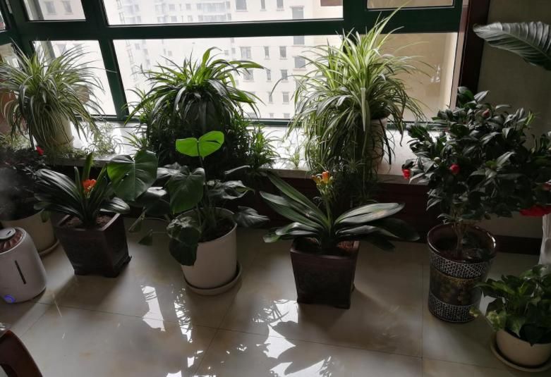 养花种草、培育果蔬，准备上植物通用缓释肥，更长肥效更安全