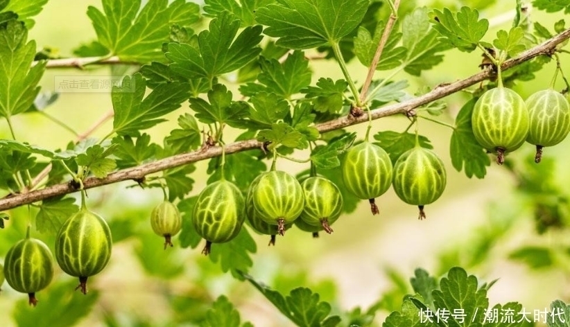 女人常食此果好处数不来,每天食几个,养血养颜,气色越来越红润