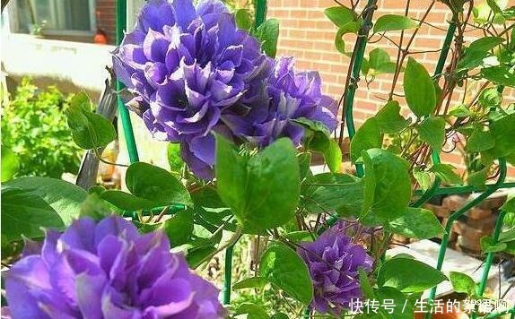 奶奶家的小院,养了2棵花,三年之后,朋友都专门去欣赏,太好看!