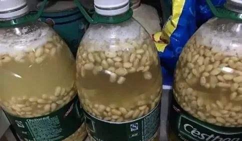 养花|黄豆泡一泡，倒进花盆里，劲大营养足，养花种菜一级棒