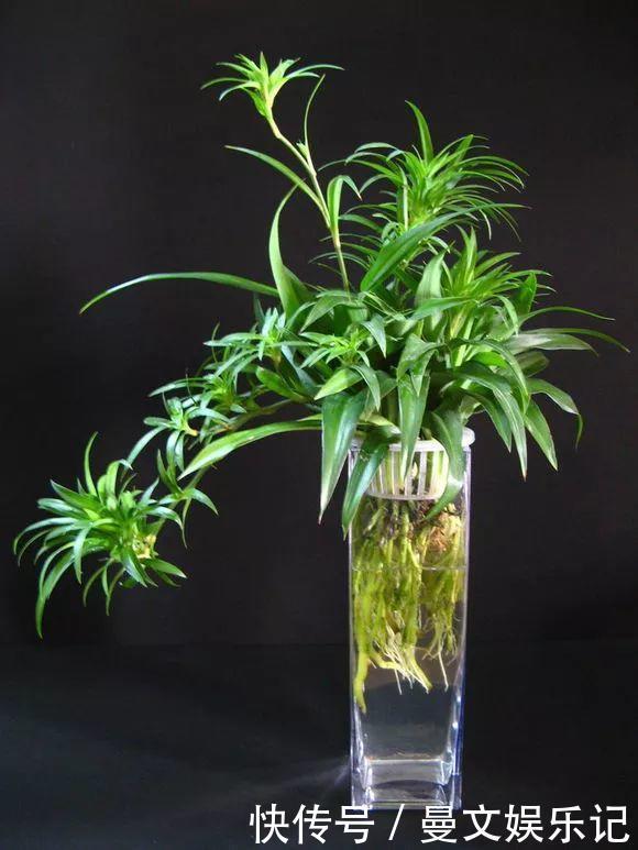 这4种花，不用土只用水，就能养成绿窗帘！