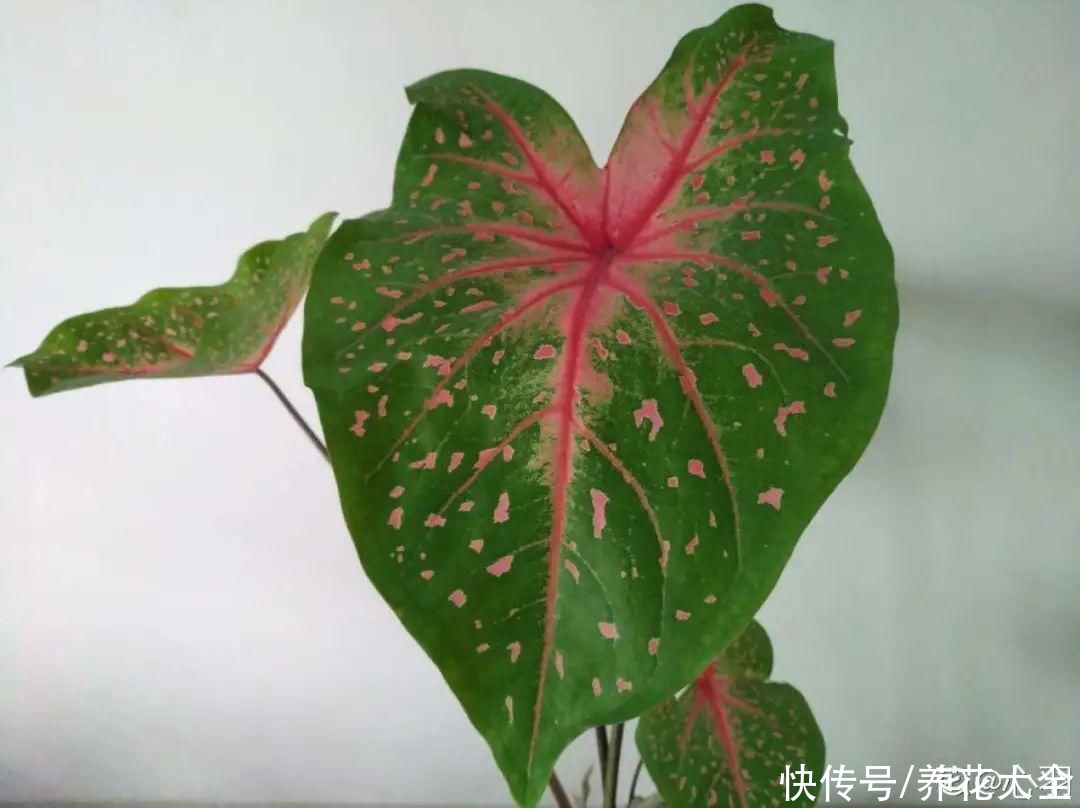 调色板|1种绿植特上档次,叶子五彩斑斓,像打翻了调色板