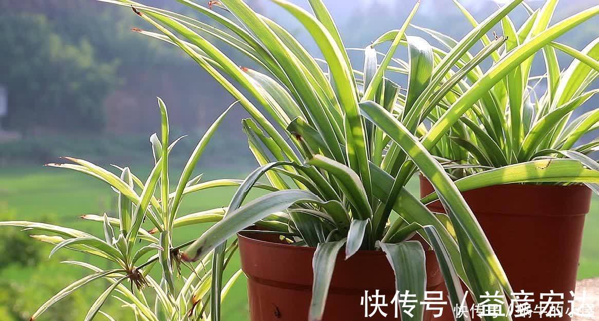 旺盛|松针怎么养花？有3种方法，盆土更肥沃了，花草旺盛