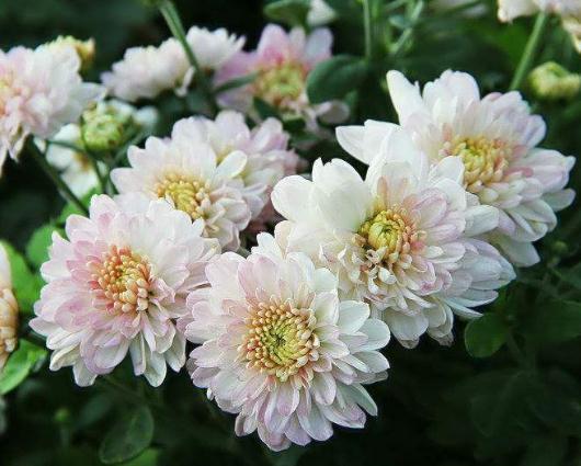 养菊花，就养“四季菊”，一花有多色，零下也开花，年头开到年尾