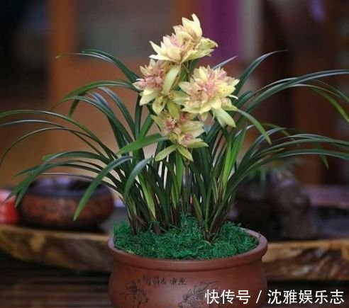 4种花深受花友的喜欢,开花爆盆很简单,日子越过越红火