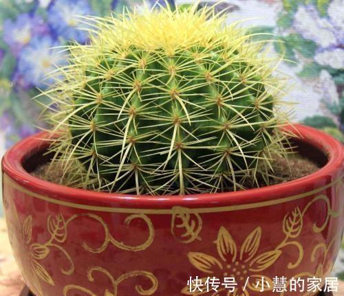 盆景|种“霸气花”,镇宅又大气,家里养一盆,护家守家保平安