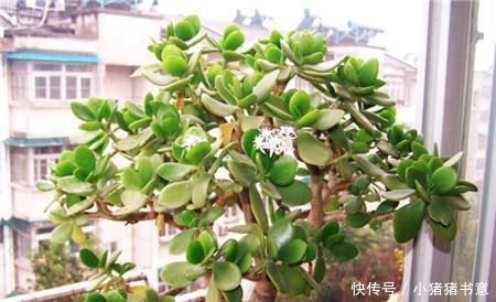 养花只会傻浇水这3种花“怕”水,浇多就烂根,不管才养得好