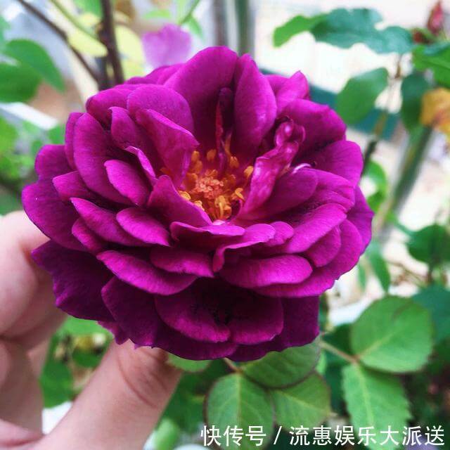 温湿度|封闭的阳台养花有妙招,养护一年的文竹怎么发新芽