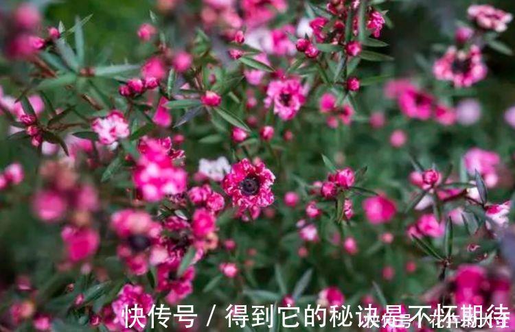 旺财|家里阳台必养此款花卉，旺财又旺宅，越过越好！