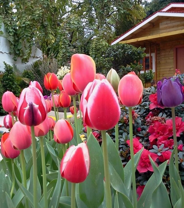 三楼奶奶不让我在一楼种花,事情解决了,出乎意料的让人难受