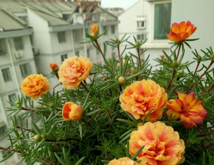 花草枝叶爱泛黄,多半是因为土壤里缺了它,浇点醋水就好