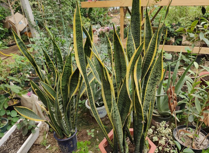 根系|冬季虎皮兰有“3怕”,稍微不注意就会烂根烂叶,现在要做足功课