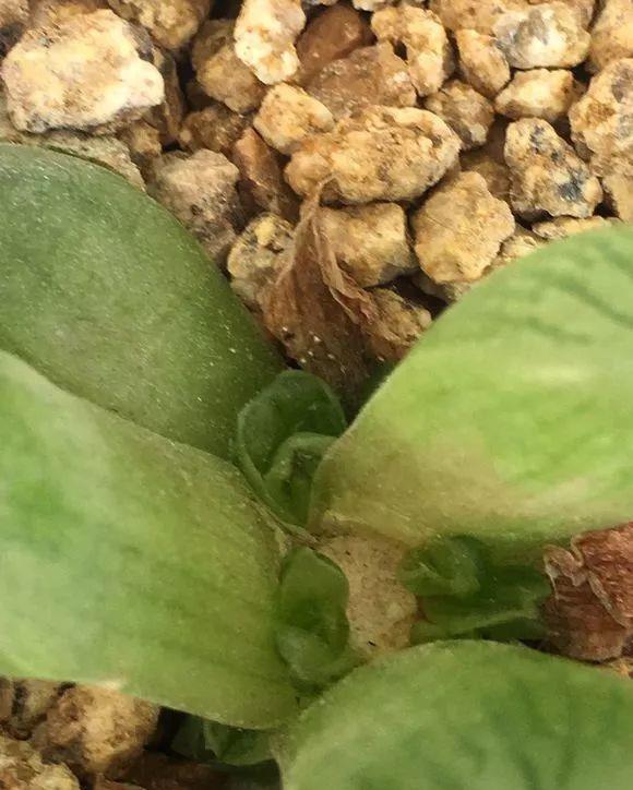 玉露徒长成“筷子”,找根线一拉,制服徒长不成问题!