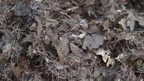 叶土|养花不用买土,自己就能做,保水又透气