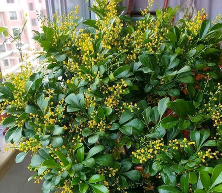 4种花很漂亮,好养易活能爆盆,开花漂亮花期长,谁养谁喜欢