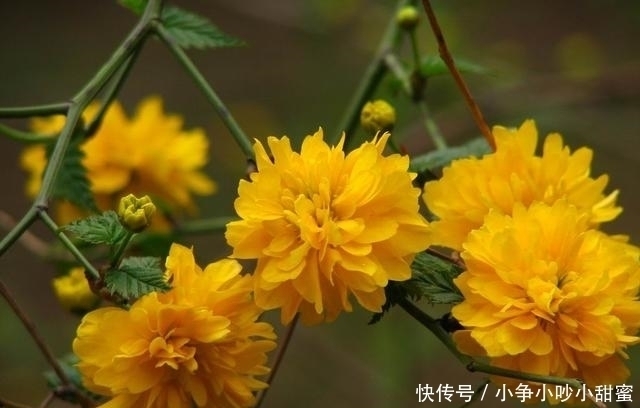 种植|最适合庭院、屋顶绿化种植的植物，各月开花顺序整理，不收藏吗？