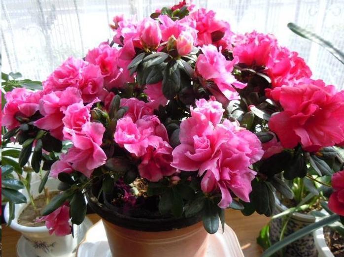 杜鹃花|月季花杜鹃花栀子花总是养不活教你一招,连开3个月!