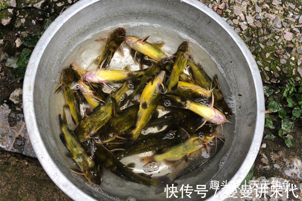 水域|传统钓鱼独门绝技蚯蚓的科学用法,越简单的饵料,用法越不简单