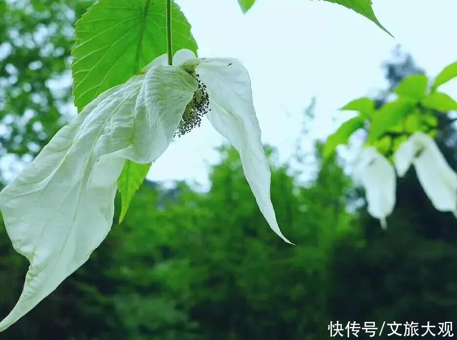 一帘|铜锣坝：烟雨里的一帘幽梦