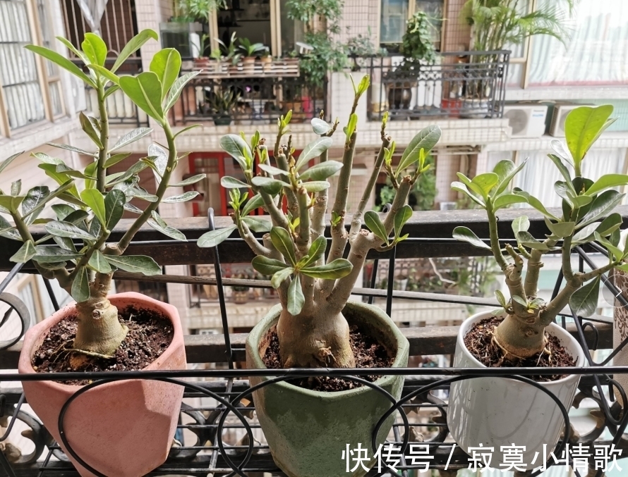 花芽|带大肚子的沙漠玫瑰,养护多注意这5点,霸气镇宅,开花比月季美