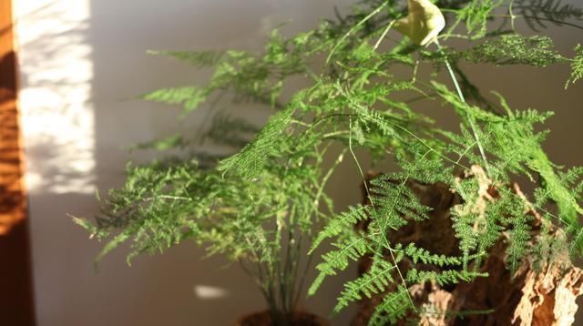 文竹有“三怕”,避开生机勃勃,撒欢长猛窜芽,养成苍劲小老桩