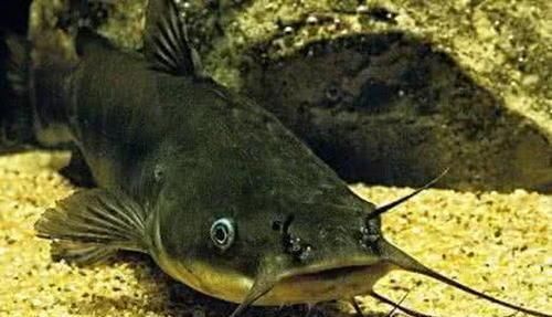 宝贝|它比甲鱼营养还要高，全身都是宝贝，只需4元1斤却常常无人问津