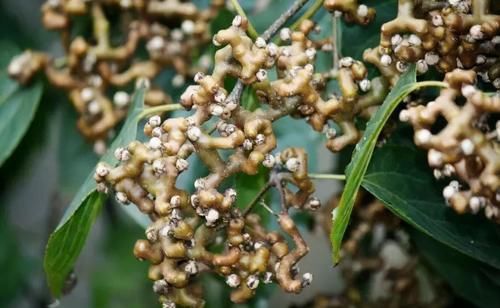 春天养生正当时,多吃三种食物,提亮肤色,去除色斑,爱吃就赚到