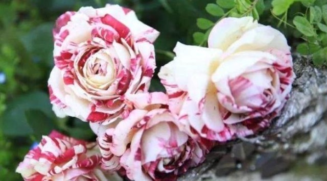 养护|三个品种的月季花,不仅花瓣上有漂亮的花纹,而且养护方法简单