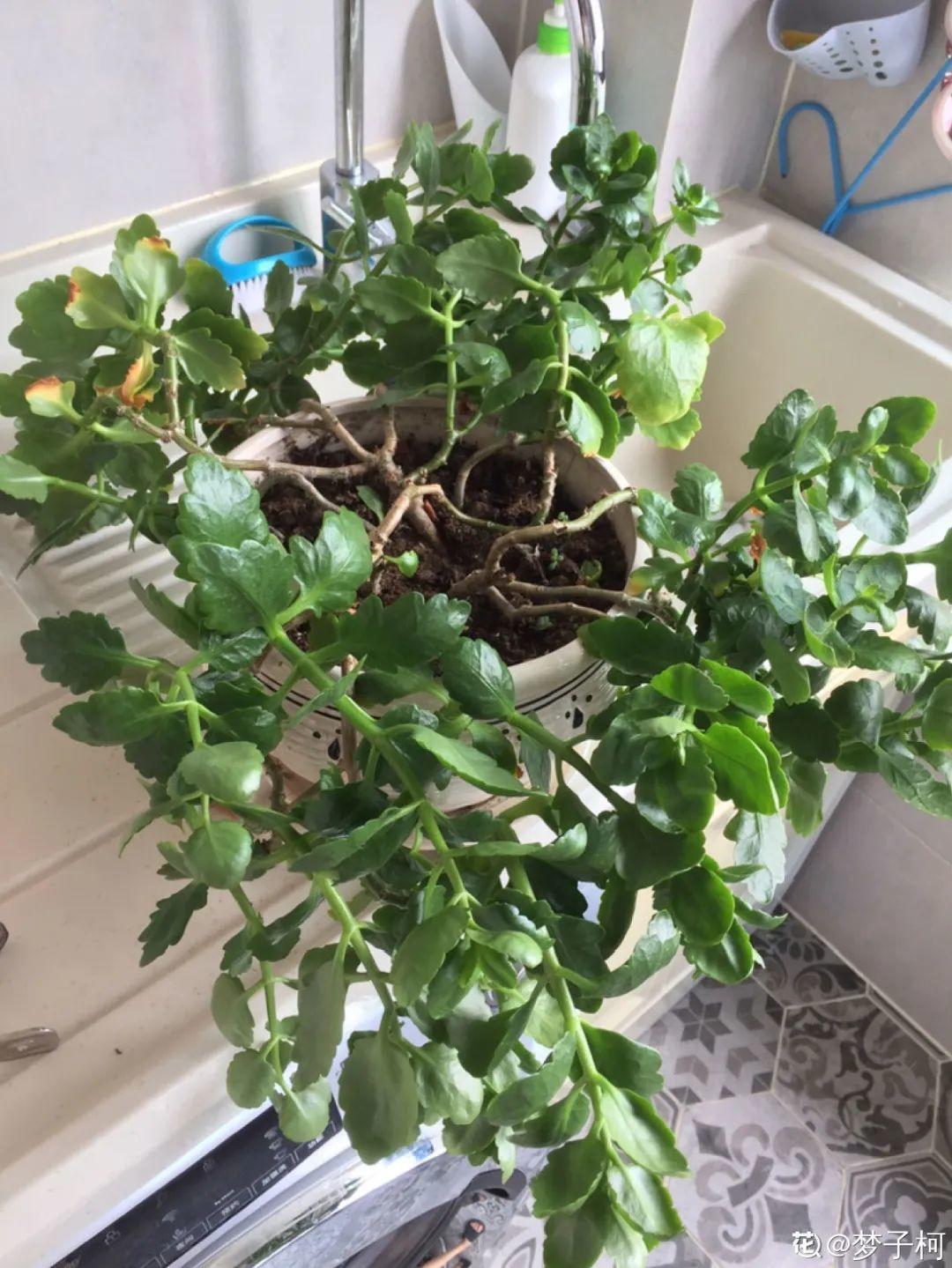 叶子|20种花，天凉了赶紧剪，来年开花有多又艳！