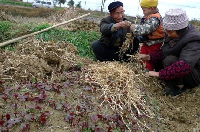 阳荷|野菜中的天然钙片,农村漫山遍野都是,不仅补钙,也能消炎排毒