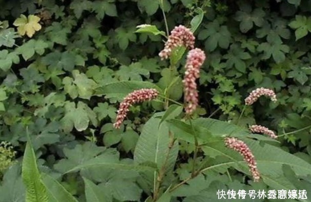 酿酒|有种野草没人要,花瓣能酿酒,嫩叶能“毒鱼”,可以吃也可以入药