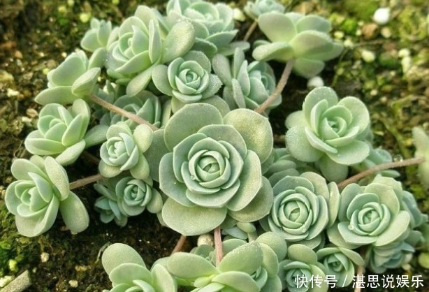 爆盆|此几款多肉植物,随便养养就爆盆,繁殖能力特强,呆萌可爱又好养