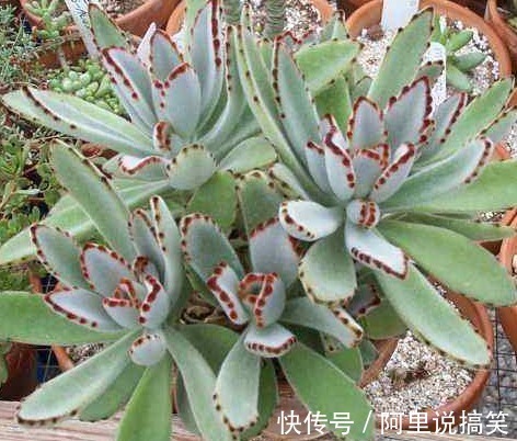 技巧|精挑细选32种多肉植物,1分钟掌握养护技巧,非常实用